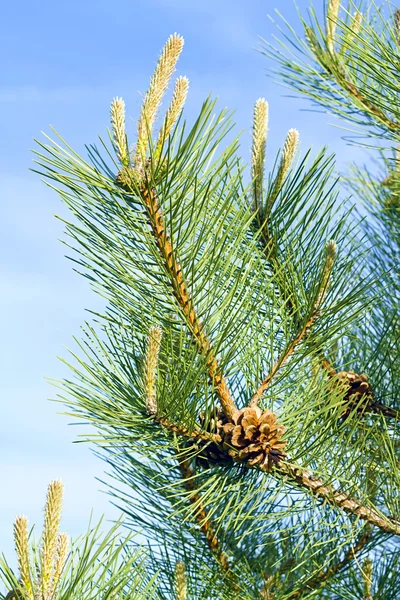 Stock image Pine branch with a pinecone