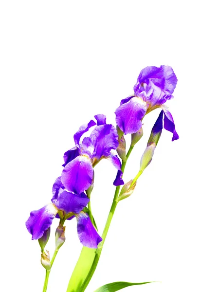 Fleur d'iris violet sur fond blanc — Photo