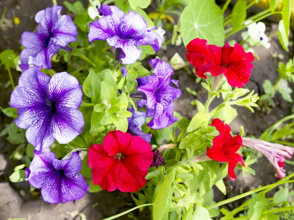 Macizos de flores Petunia de color rojo y púrpura —  Fotos de Stock