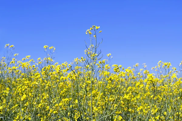 Visa himlen genom det gröna gräset med gula blommor — Stockfoto