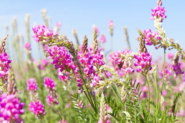 View the sky through the green grass with pink flowers — Stock Photo, Image