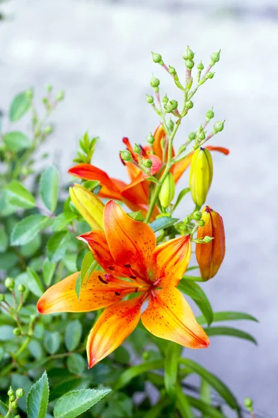 Оранжевые лилии цветут на клумбе цветов — стоковое фото