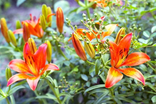 Lirios anaranjados floreciendo en un lecho de flores —  Fotos de Stock
