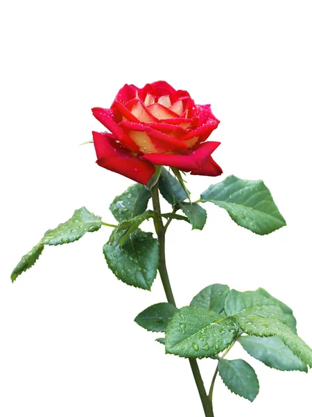 Rosa roja floreciente — Foto de Stock
