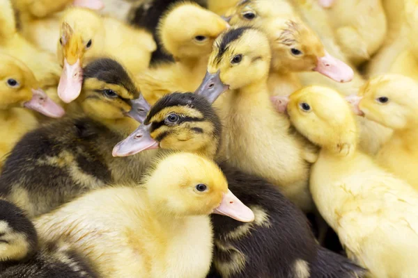 stock image Small yellow and black ducks