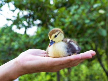 Little duckling in a man's hand clipart