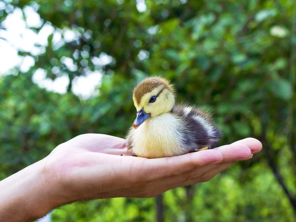 stock image Little duckling in a man's hand