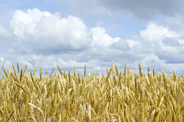 Orejas de trigo contra el cielo — Foto de Stock