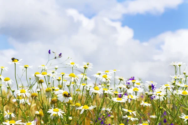 White daisies in the sky — Stock Photo, Image
