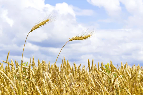 Ears of wheat against the sky — Stock Photo, Image