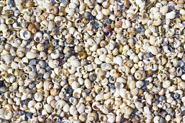 Seashells na costa — Fotografia de Stock