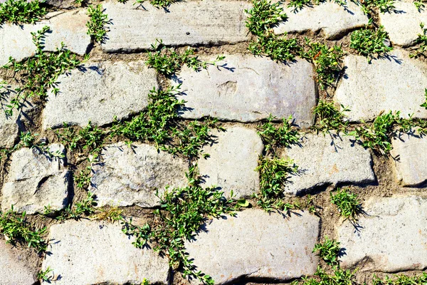 Kiełki kamienny bruk z trawa między kamieniami — Zdjęcie stockowe
