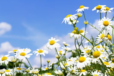 White daisies in the sky clipart