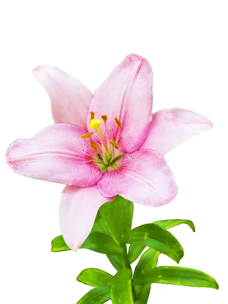 Королевский цветок лилии — стоковое фото