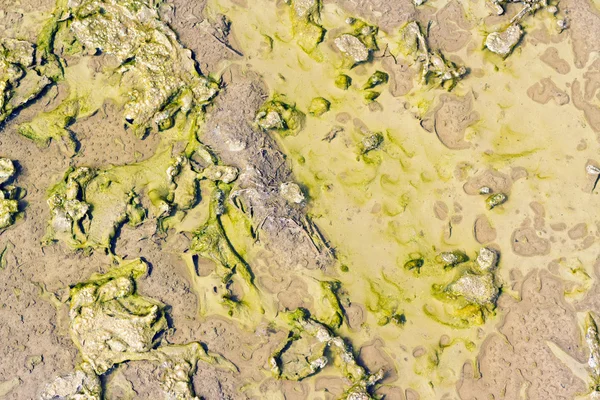 태양 조명에서 진흙의 물 웅덩이 — 스톡 사진