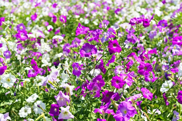 Petunia flower beds of white and purple — Stock Photo, Image