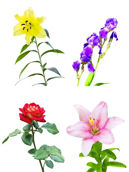 Sada čtyř různých květin — Stock fotografie