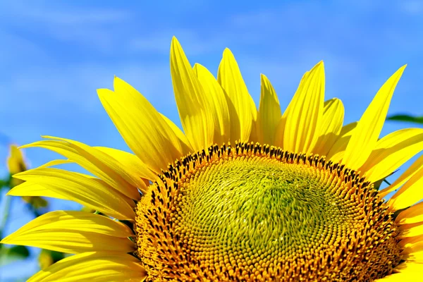 Sunflower on background sky — Stock Photo, Image