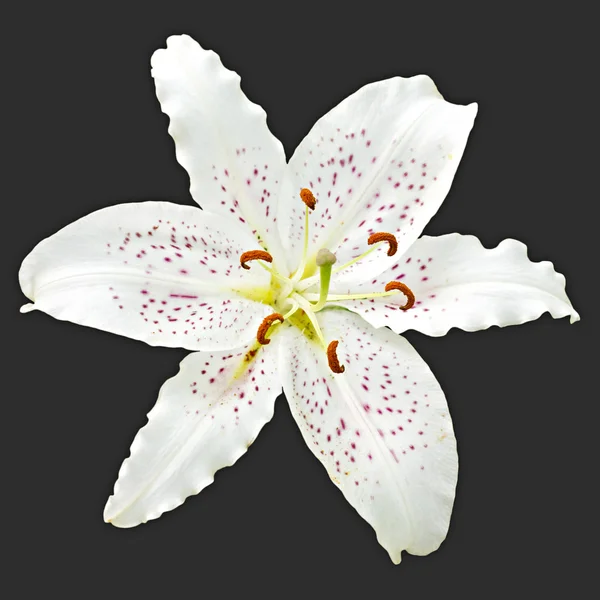 Blomma vit Lilja av kunglig person på en svart bakgrund — Stockfoto