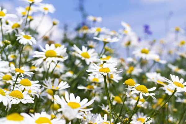 White daisies in the sky — Stock Photo, Image