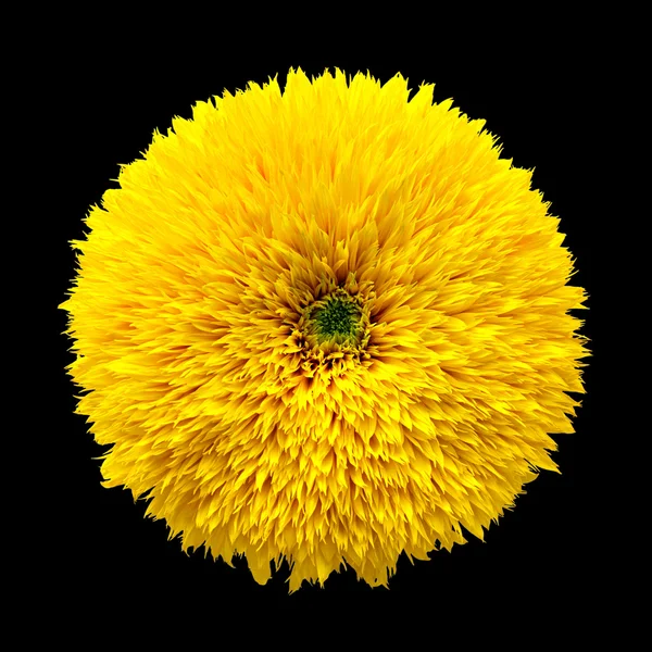 Dekorative Blume Sonnenblume auf schwarzem Hintergrund — Stockfoto