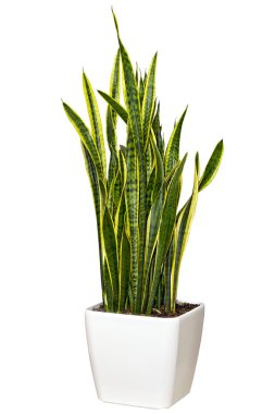 Sansevieriya houseplant in a large white pot clipart