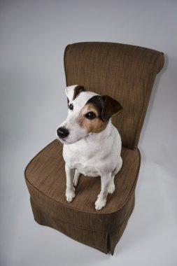 jack Russell sur une şezlong