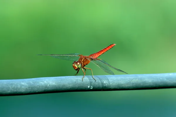 Κόκκινο dragonfly — Φωτογραφία Αρχείου