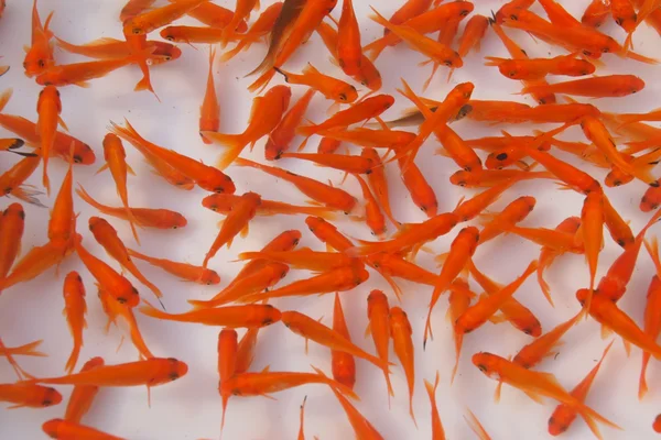 ЧервонҐ goldfish — стокове фото