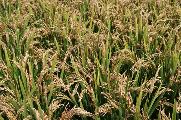 Rijst landschap — Stockfoto