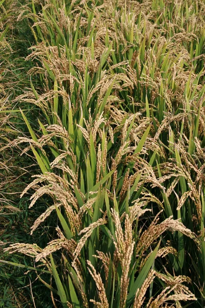 Рисовые пейзажи — стоковое фото