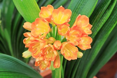 Clivia flowers clipart