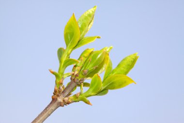 hor çiçeği bud