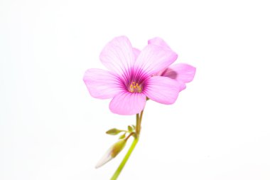 Oxalis corniculata çiçek