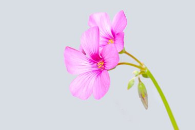 Oxalis corniculata flowers clipart