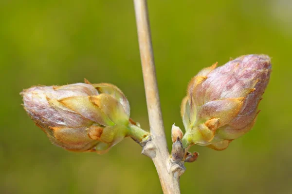 Glicynia kwiaty pączek — Zdjęcie stockowe