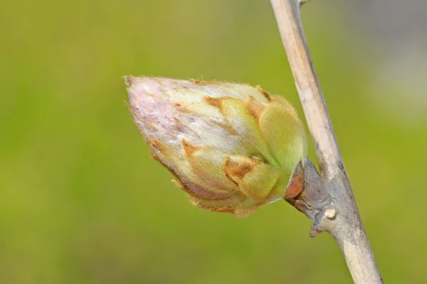 등나무 꽃 봉 오리 — 스톡 사진
