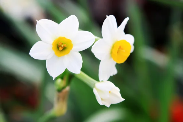 Narcissen bloemen — Stockfoto