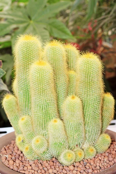 Kaktuskasvit mehukasvit — kuvapankkivalokuva