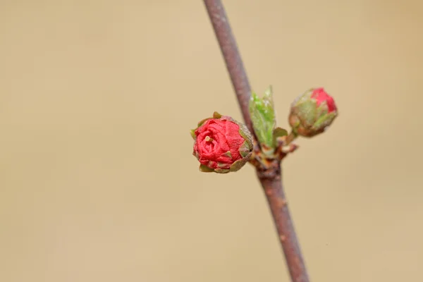 Hitom flower bud — Stock Photo, Image
