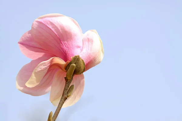 Flor de magnolia — Foto de Stock