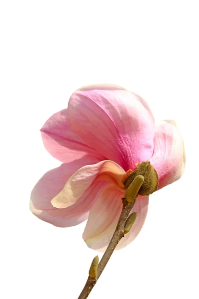 Magnolia flower — Stock Photo, Image