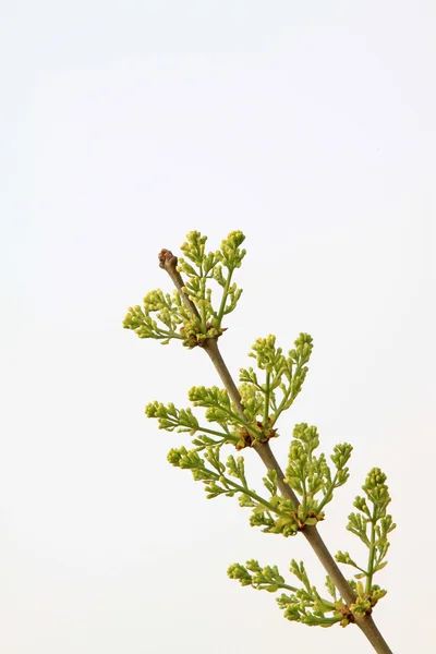 クローブの芽 — ストック写真