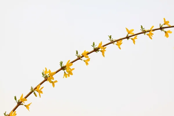 stock image Forsythia flower