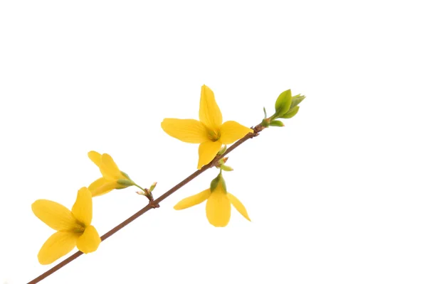 Forsythia blomma — Stockfoto