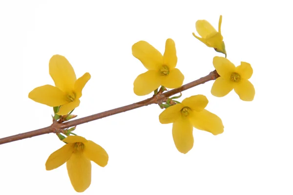 Forsythia flower — Stock Photo, Image