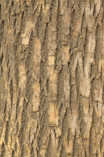 Scholartree bark — Stock Photo, Image
