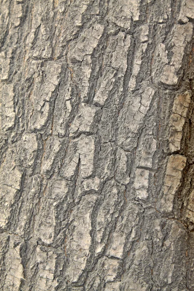 Scoarță de arbore — Fotografie, imagine de stoc