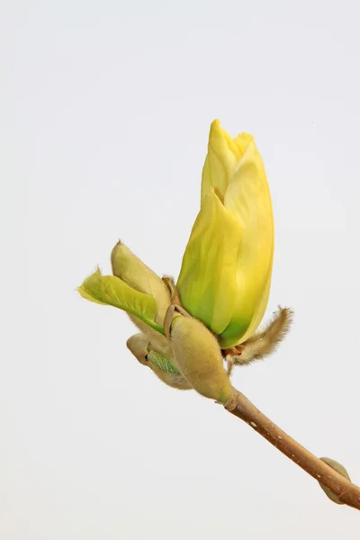 Fiore di Magnolia — Foto Stock