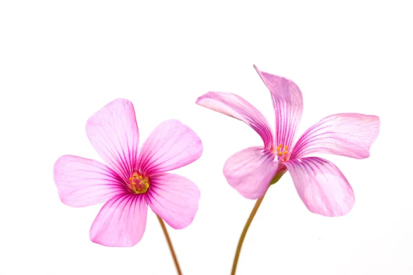 Oxalis corniculata blommor — Stockfoto
